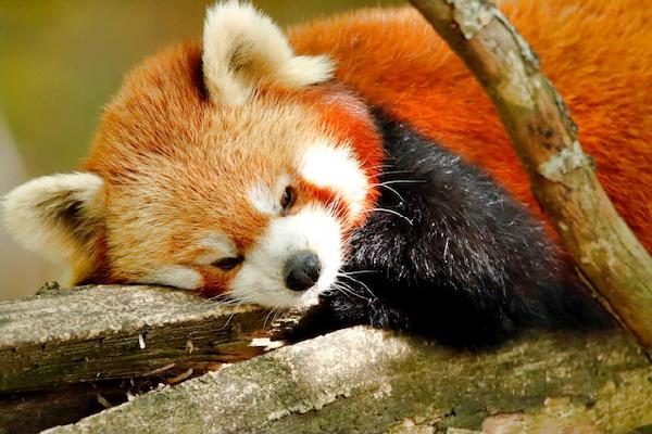Firefox